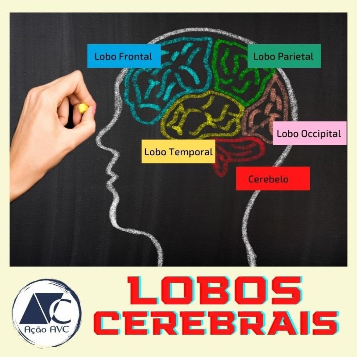 Lobos cerebrais Lobos Cerebrais